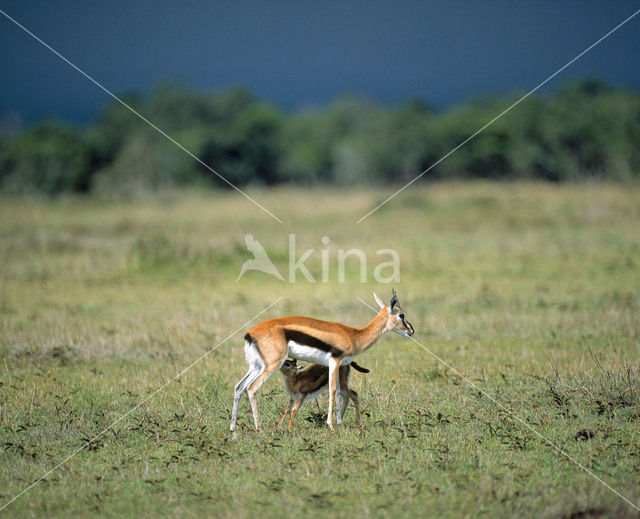 Thomson’s gazelle (Eudorcas thomsonii)
