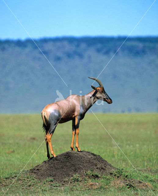 Topi (Damaliscus lunatus topi)