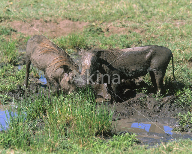 desert warthog (Phacochoerus aethiopicus)