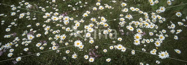 Ox-eye Daisy (Leucanthemum vulgare)