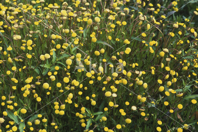Buttonweed (Cotula coronopifolia)