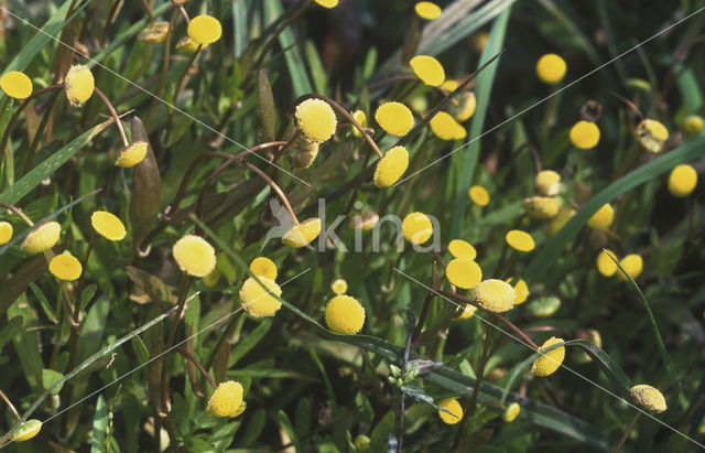 Buttonweed (Cotula coronopifolia)