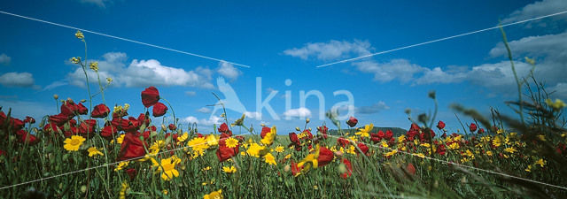 Klaproos (Papaver spec.)