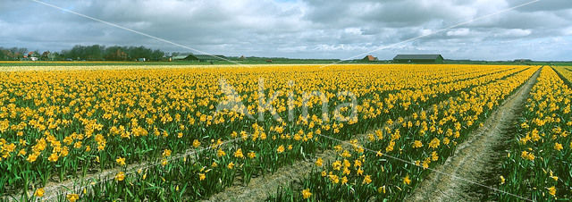 daffodil (Narcissus spec.)