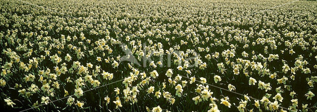 daffodil (Narcissus spec.)