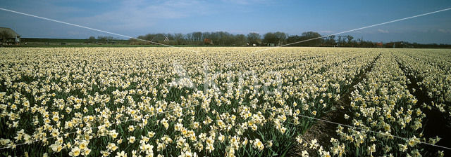 daffodil (Narcissus spec.)