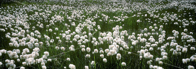 Cottongrass (Eriophorum spec.)