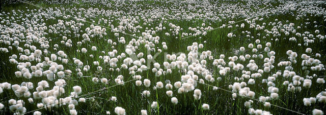 Wollegras (Eriophorum spec.)