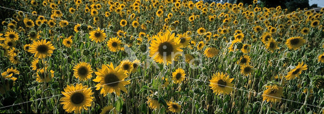 Zonnebloem (Helianthus annuus)