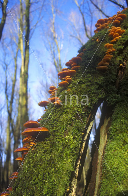 Flaming Scalycap (Pholiota flammans)