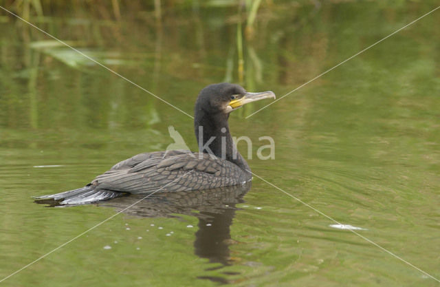 Great Cormorant (Phalacrocorax carbo)