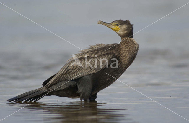 Great Cormorant (Phalacrocorax carbo)