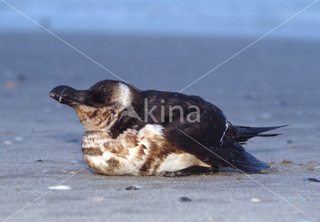 Razorbill (Alca torda)