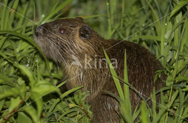 Beverrat (Myocastor coypus)