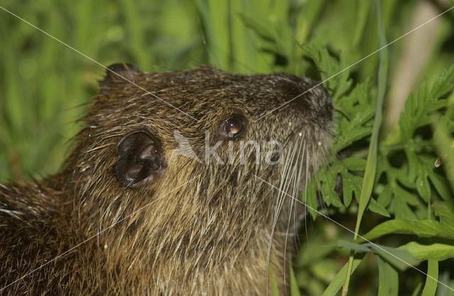 Beverrat (Myocastor coypus)