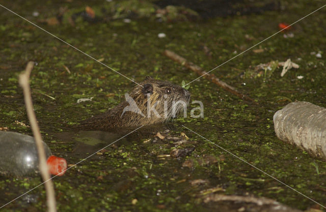 Beverrat (Myocastor coypus)