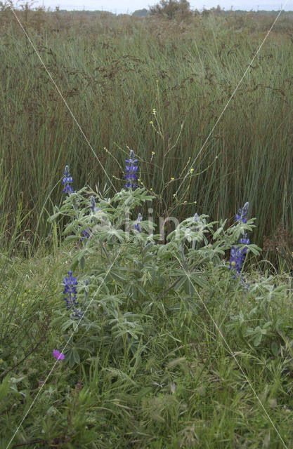 Blauwe lupine (Lupinus varius)