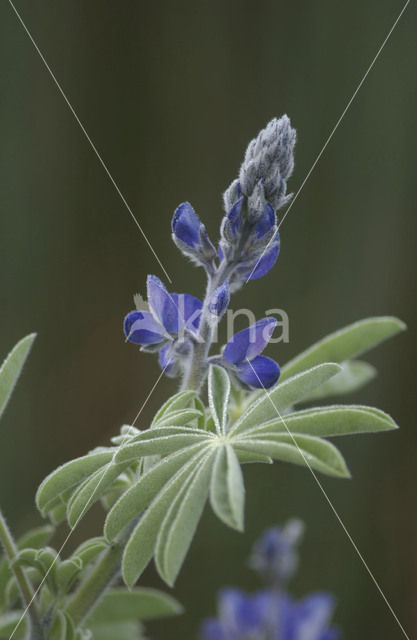 Blue Lupine (Lupinus varius)