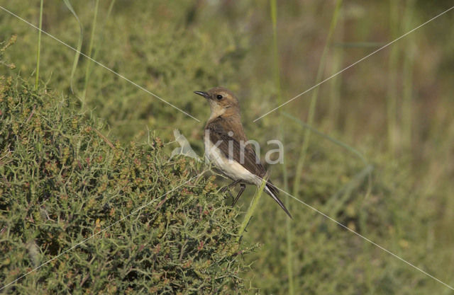Black-eared Wheatear (Oenanthe hispanica)