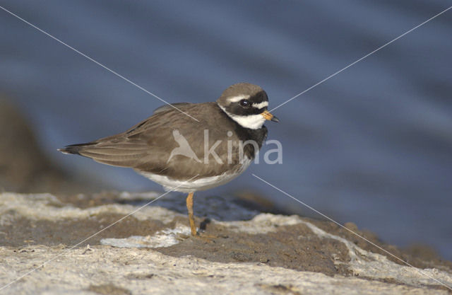 Bontbekplevier (Charadrius hiaticula)