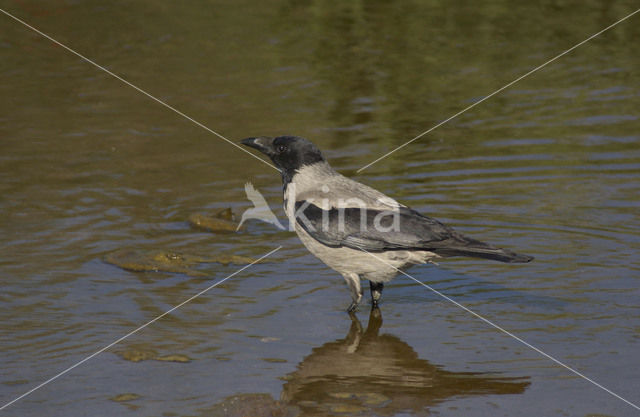 Hooded Crow (Corvus cornix)