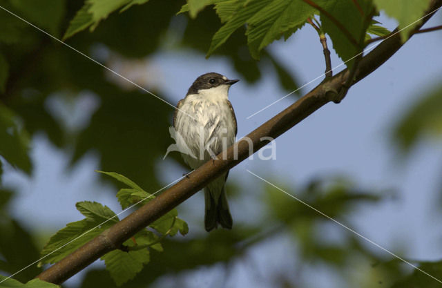 European Pied Flycatcher (Ficedula hypoleuca)