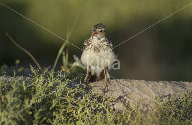 Wood Lark (Lullula arborea)