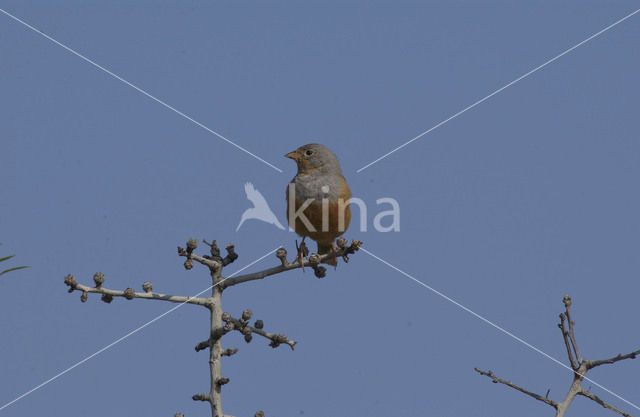 Cretzschmar’s bunting (Emberiza caesia)