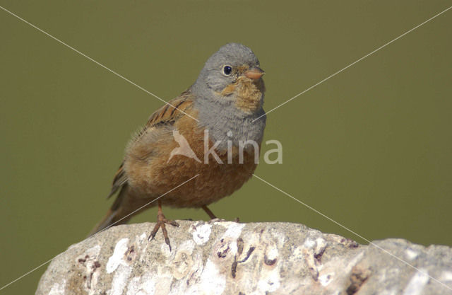 Cretzschmar’s bunting (Emberiza caesia)