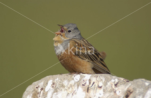 Cretzschmar’s bunting (Emberiza caesia)