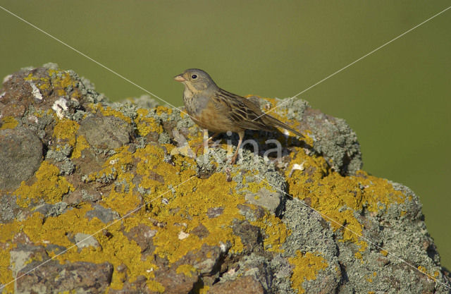 Bruinkeelortolaan (Emberiza caesia)