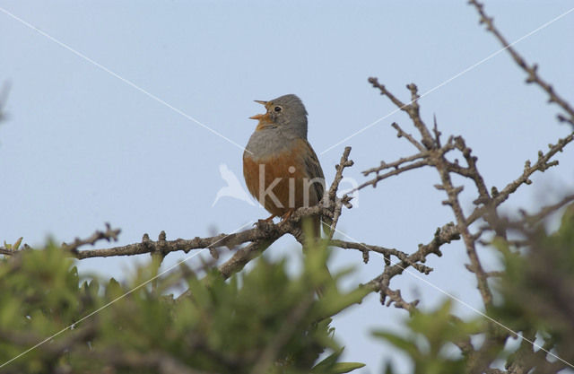 Cretzschmar’s bunting (Emberiza caesia)