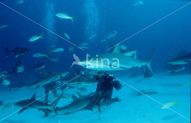 Caribische rifhaai (Carcharhinus perezi)