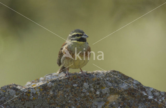 Cirlgors (Emberiza cirlus)