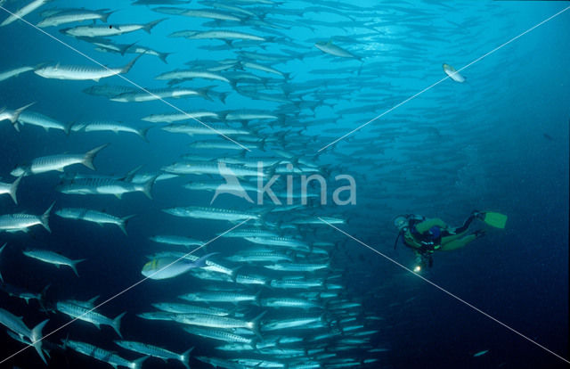 Donkervis Barracuda (Sphyraena qenie)