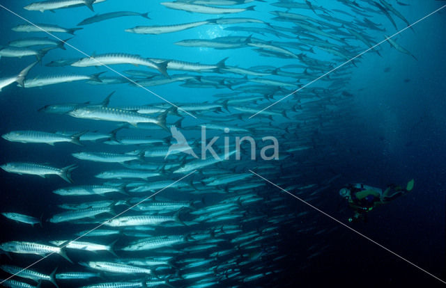 Donkervis Barracuda (Sphyraena qenie)