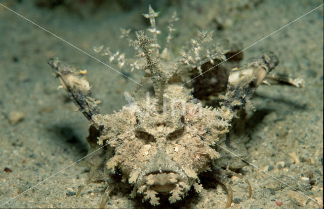 Caledonian stinger (Inimicus caledonicus)