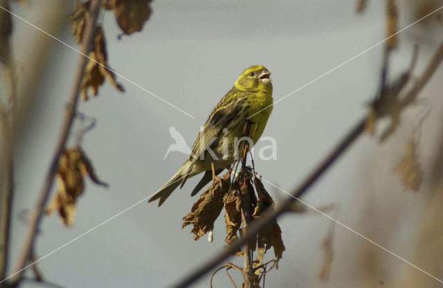 European Serin (Serinus serinus)