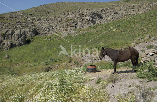 Donkey (Equus asinus)