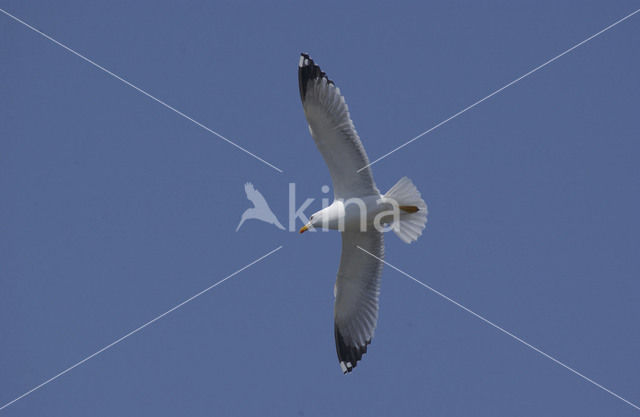 Geelpootmeeuw (Larus cachinnans)