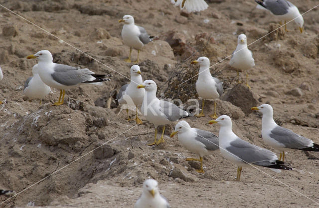 Geelpootmeeuw (Larus cachinnans)