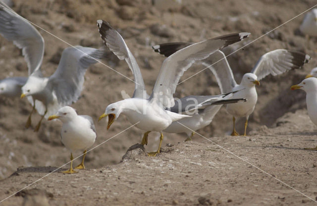 Yellow-legged Gull (Larus cachinnans)