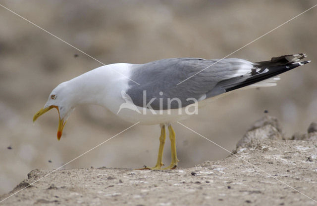 Yellow-legged Gull (Larus cachinnans)