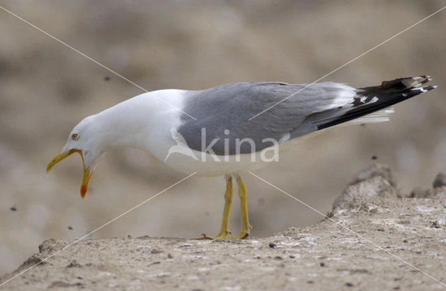 Geelpootmeeuw (Larus cachinnans)