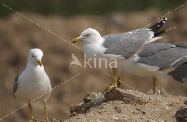 Geelpootmeeuw (Larus cachinnans)