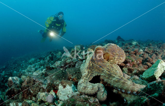 Common Octopus (Octopus vulgaris)