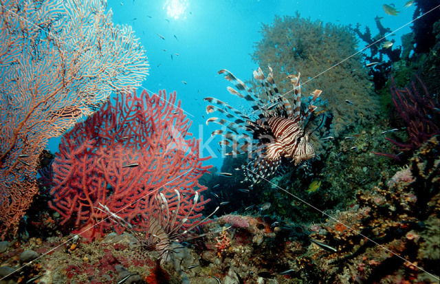 lionfish (Pterois volitans)