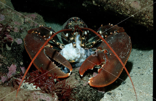 Gewone zeekreeft (Homarus gammarus)