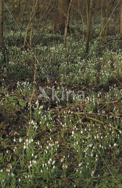 Common Snowdrop (Galanthus nivalis)