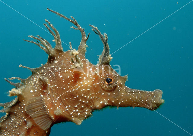 Gewoon Zeepaardje (Hippocampus guttulatus)